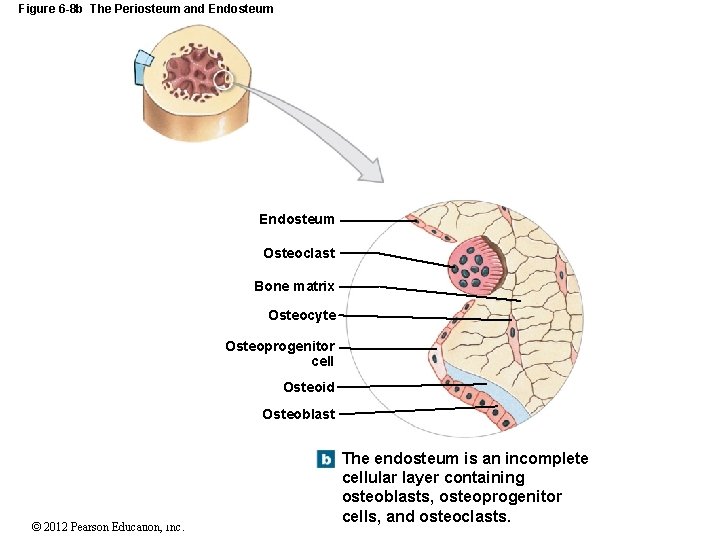Figure 6 -8 b The Periosteum and Endosteum Osteoclast Bone matrix Osteocyte Osteoprogenitor cell