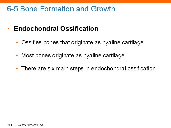 6 -5 Bone Formation and Growth • Endochondral Ossification • Ossifies bones that originate