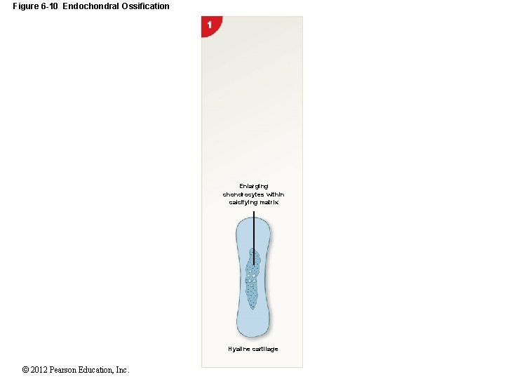 Figure 6 -10 Endochondral Ossification Enlarging chondrocytes within calcifying matrix Hyaline cartilage © 2012