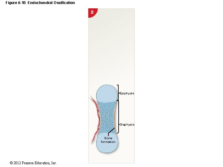 Figure 6 -10 Endochondral Ossification Epiphysis Diaphysis Bone formation © 2012 Pearson Education, Inc.