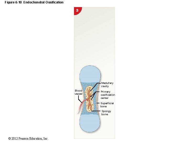 Figure 6 -10 Endochondral Ossification Medullary cavity Blood vessel Primary ossification center Superficial bone
