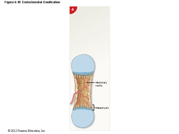 Figure 6 -10 Endochondral Ossification Medullary cavity Metaphysis © 2012 Pearson Education, Inc. 