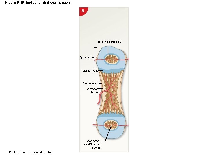Figure 6 -10 Endochondral Ossification Hyaline cartilage Epiphysis Metaphysis Periosteum Compact bone Secondary ossification