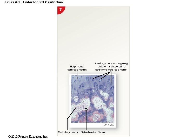 Figure 6 -10 Endochondral Ossification Epiphyseal cartilage matrix Cartilage cells undergoing division and secreting
