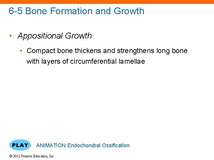 6 -5 Bone Formation and Growth • Appositional Growth • Compact bone thickens and