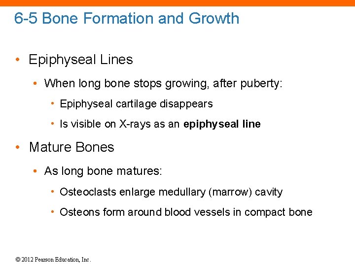 6 -5 Bone Formation and Growth • Epiphyseal Lines • When long bone stops