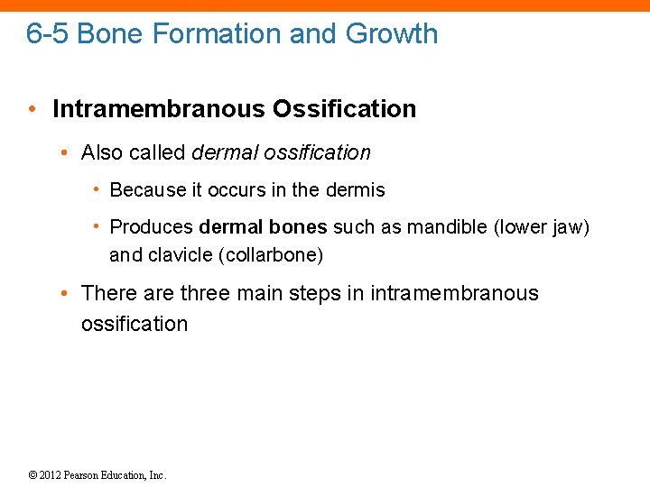 6 -5 Bone Formation and Growth • Intramembranous Ossification • Also called dermal ossification