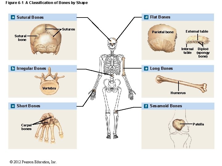 Figure 6 -1 A Classification of Bones by Shape Flat Bones Sutural Bones Sutures