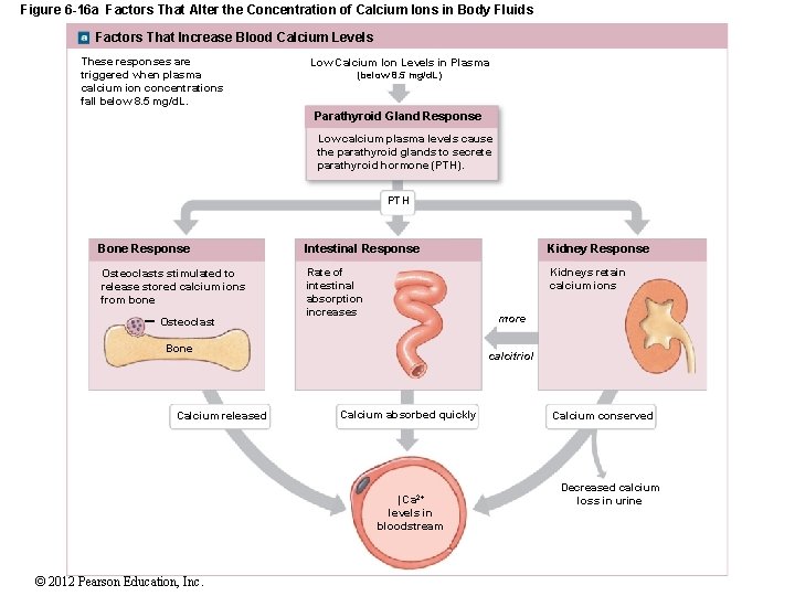 Figure 6 -16 a Factors That Alter the Concentration of Calcium Ions in Body