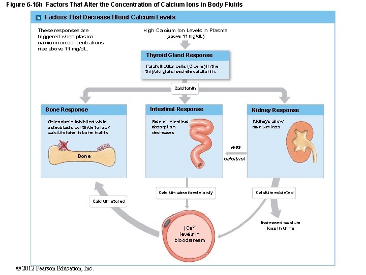 Figure 6 -16 b Factors That Alter the Concentration of Calcium Ions in Body