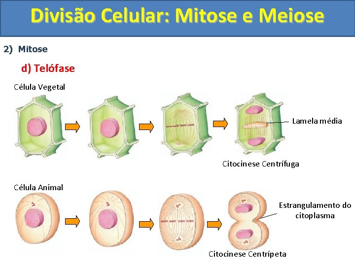Divisão Celular: Mitose e Meiose 2) Mitose d) Telófase Célula Vegetal Lamela média Citocinese