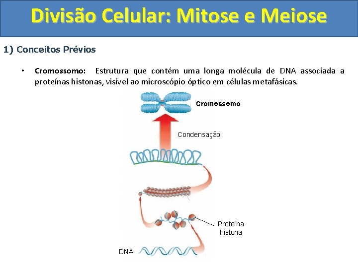 Divisão Celular: Mitose e Meiose 1) Conceitos Prévios • Cromossomo: Estrutura que contém uma