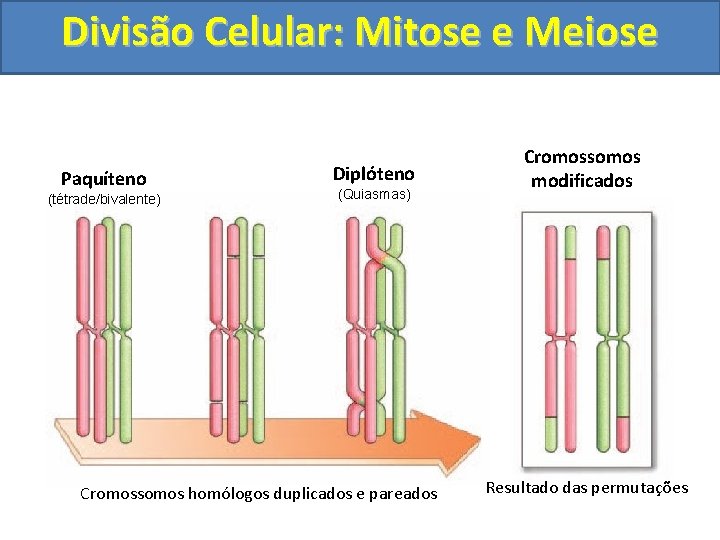 Divisão Celular: Mitose e Meiose Paquíteno (tétrade/bivalente) Diplóteno (Quiasmas) Cromossomos homólogos duplicados e pareados