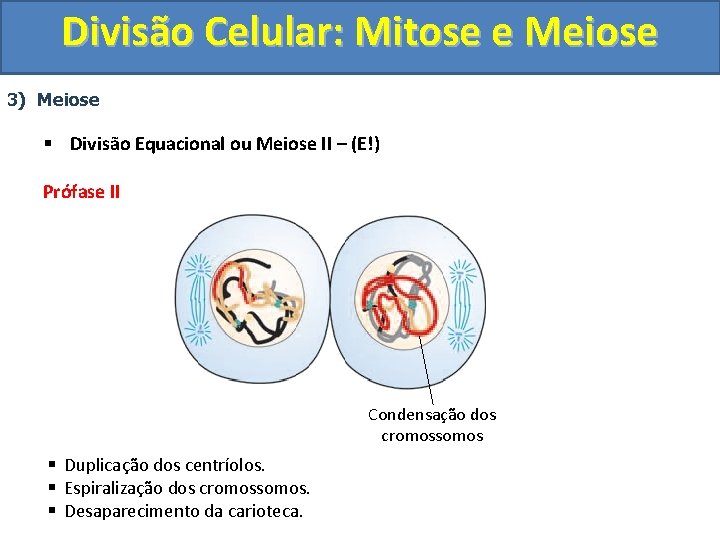Divisão Celular: Mitose e Meiose 3) Meiose § Divisão Equacional ou Meiose II –