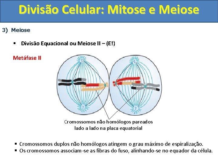 Divisão Celular: Mitose e Meiose 3) Meiose § Divisão Equacional ou Meiose II –