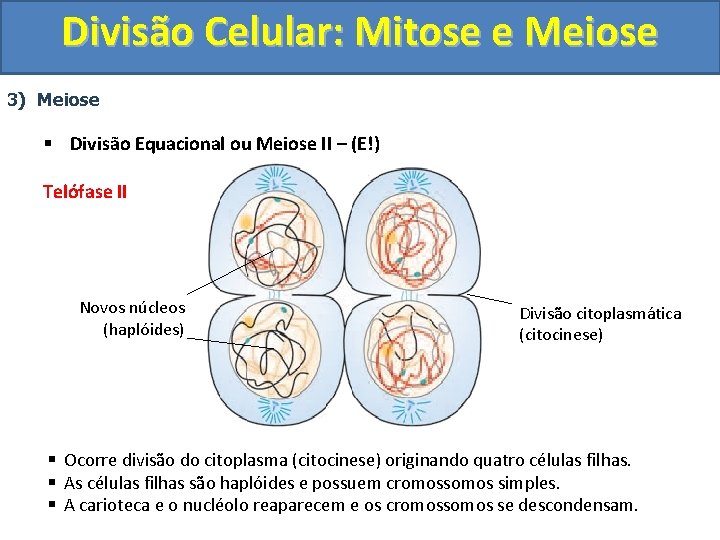 Divisão Celular: Mitose e Meiose 3) Meiose § Divisão Equacional ou Meiose II –