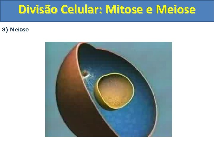 Divisão Celular: Mitose e Meiose 3) Meiose 
