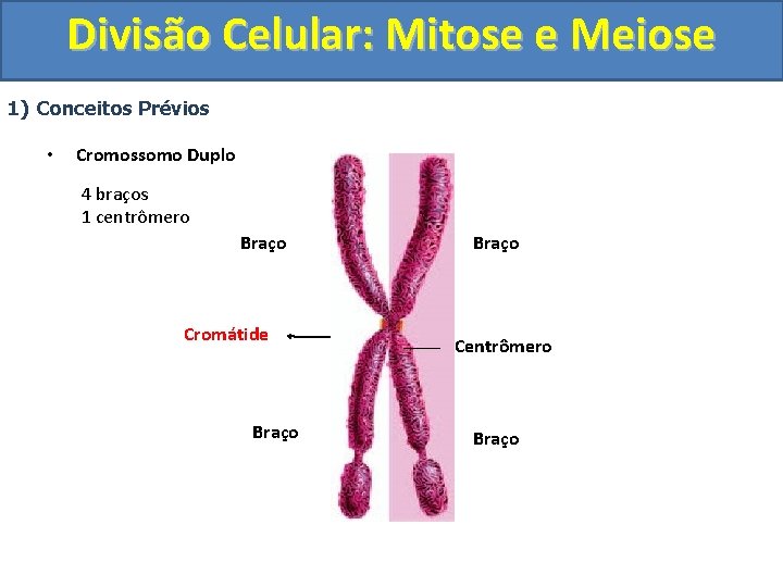 Divisão Celular: Mitose e Meiose 1) Conceitos Prévios • Cromossomo Duplo 4 braços 1