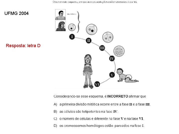 UFMG 2004 INTERFASE QUE PRECEDE A DIVISÃO Resposta: letra D 