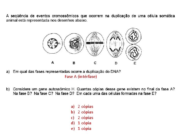 INTERFASE QUE PRECEDE A DIVISÃO Fase A (intérfase) a) b) c) d) e) 2