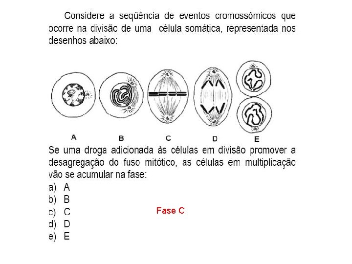 INTERFASE QUE PRECEDE A DIVISÃO Fase C 