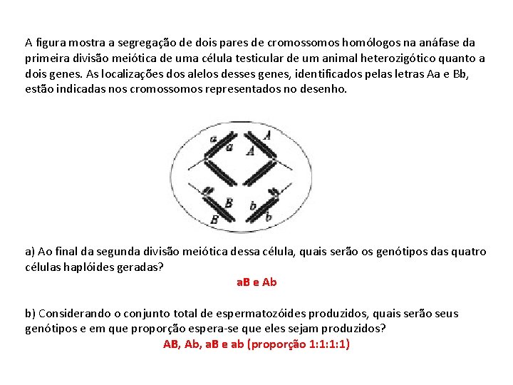 A figura mostra a segregação de dois pares de cromossomos homólogos na anáfase da