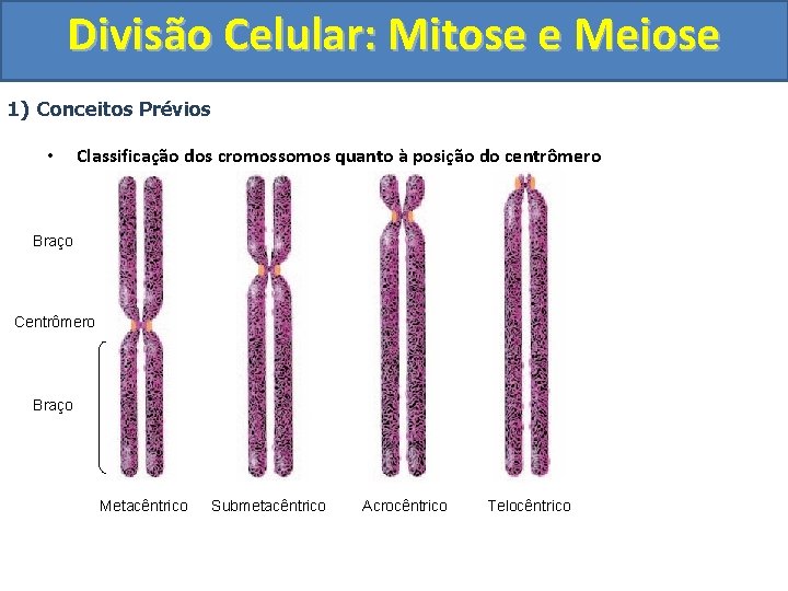 Divisão Celular: Mitose e Meiose 1) Conceitos Prévios • Classificação dos cromossomos quanto à