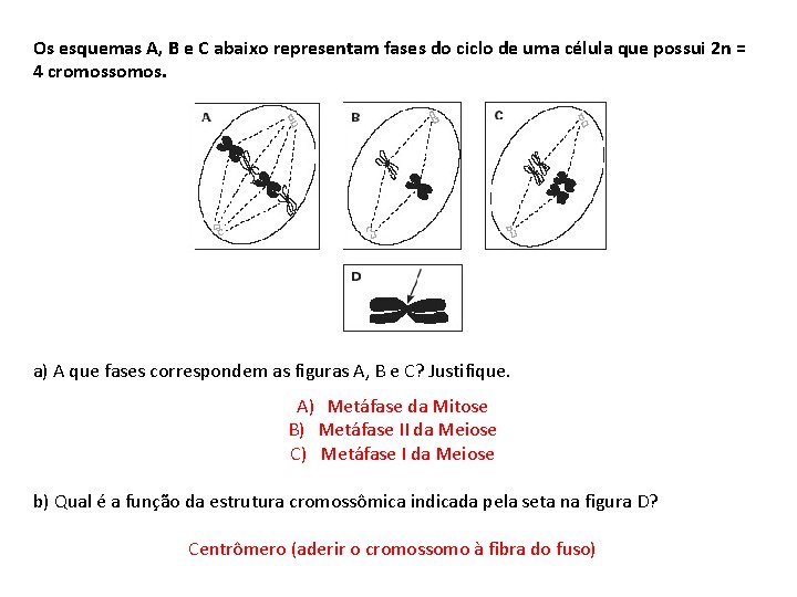 Os esquemas A, B e C abaixo representam fases do ciclo de uma célula