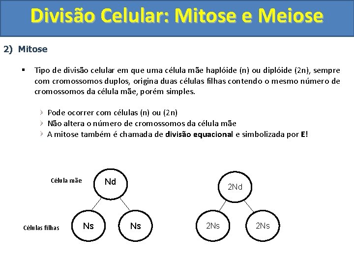 Divisão Celular: Mitose e Meiose 2) Mitose § Tipo de divisão celular em que