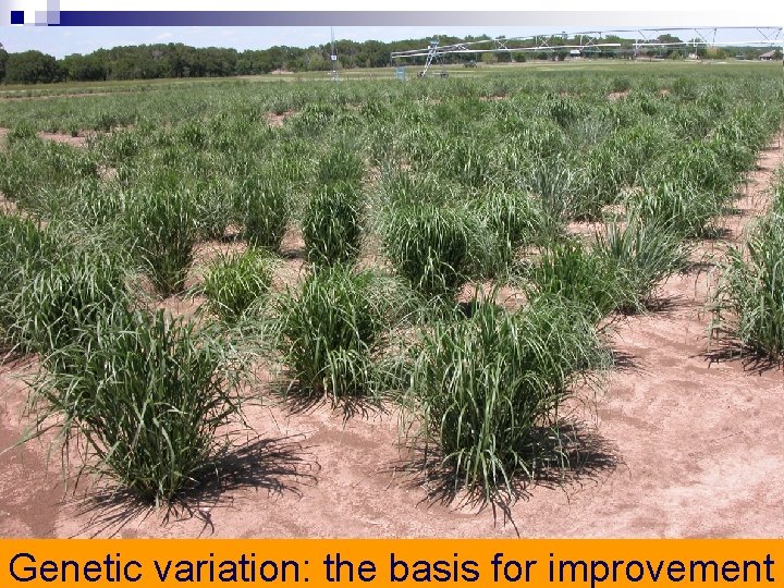 Genetic variation: the basis for improvement 