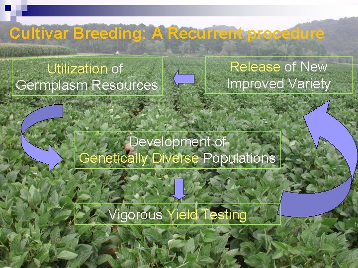 Cultivar Breeding: A Recurrent procedure Utilization of Germplasm Resources Release of New Improved Variety