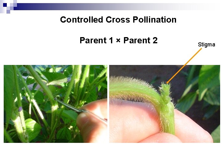 Controlled Cross Pollination Parent 1 × Parent 2 Stigma 