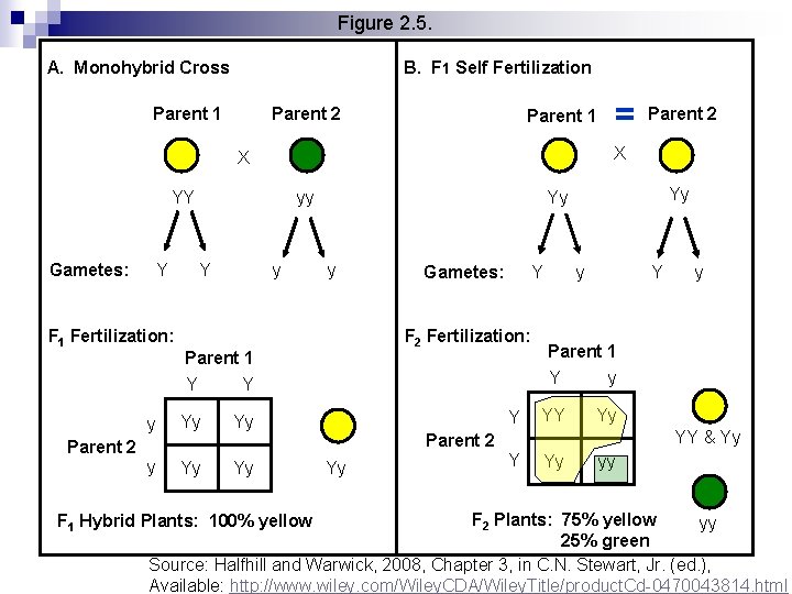 Figure 2. 5. A. Monohybrid Cross B. F 1 Self Fertilization Parent 1 Parent