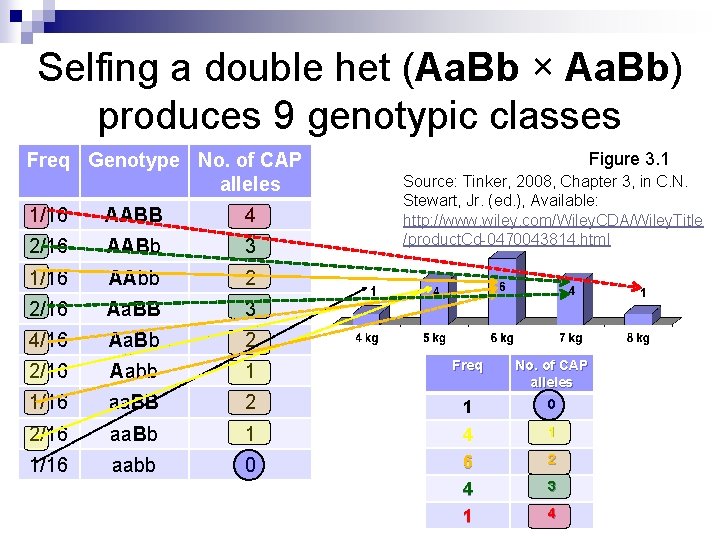 Selfing a double het (Aa. Bb × Aa. Bb) produces 9 genotypic classes Freq