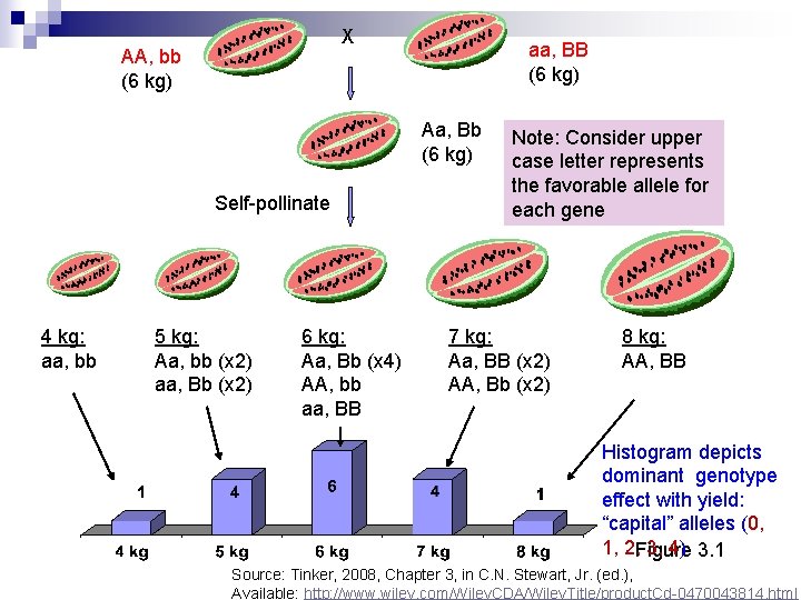 X AA, bb (6 kg) aa, BB (6 kg) Aa, Bb (6 kg) Self-pollinate