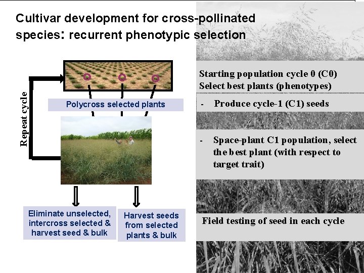 Cultivar development for cross-pollinated species: recurrent phenotypic selection Repeat cycle Starting population cycle 0
