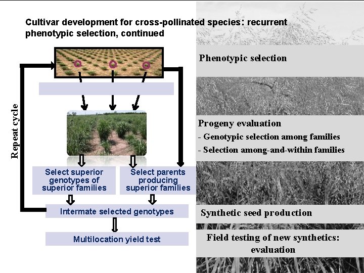 Cultivar development for cross-pollinated species: recurrent phenotypic selection, continued Repeat cycle Phenotypic selection Progeny