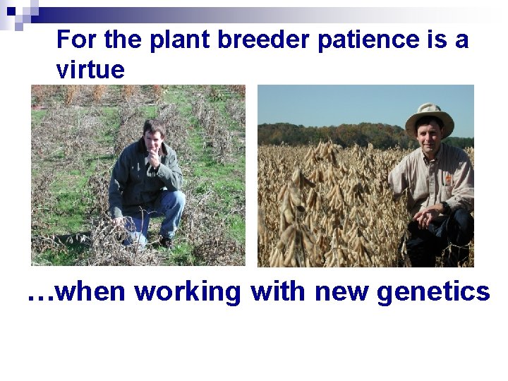 For the plant breeder patience is a virtue …when working with new genetics 
