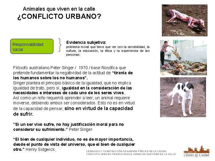 Animales que viven en la calle ¿CONFLICTO URBANO? Responsabilidad social Evidencia subjetiva: problema moral