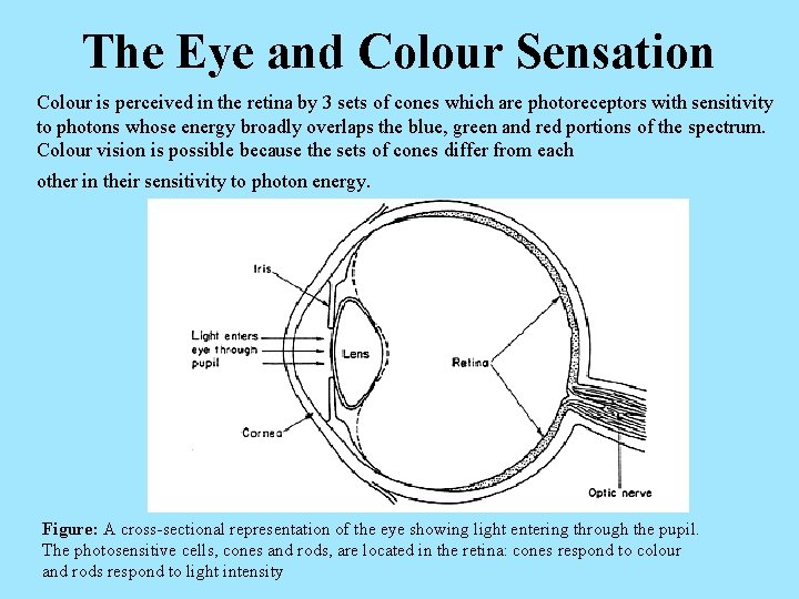 The Eye and Colour Sensation Colour is perceived in the retina by 3 sets