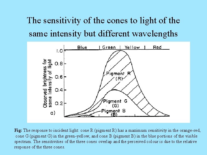 The sensitivity of the cones to light of the same intensity but different wavelengths