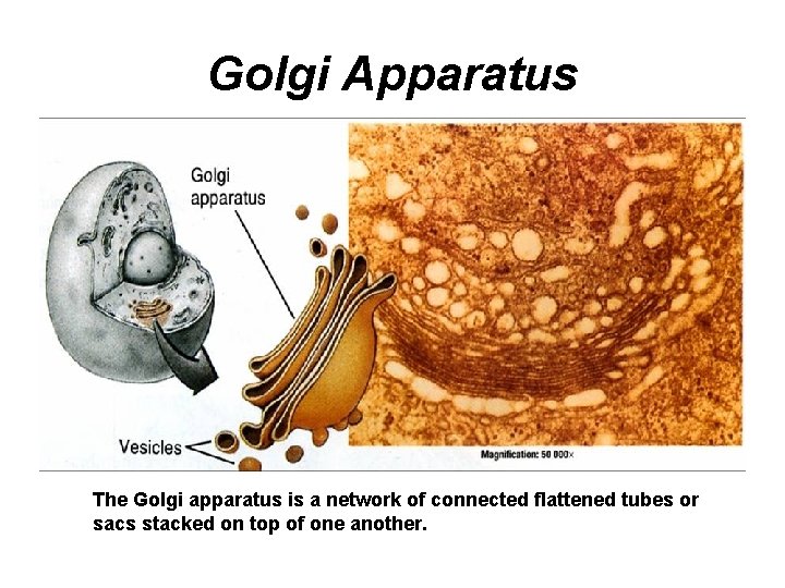 Golgi Apparatus The Golgi apparatus is a network of connected flattened tubes or sacs