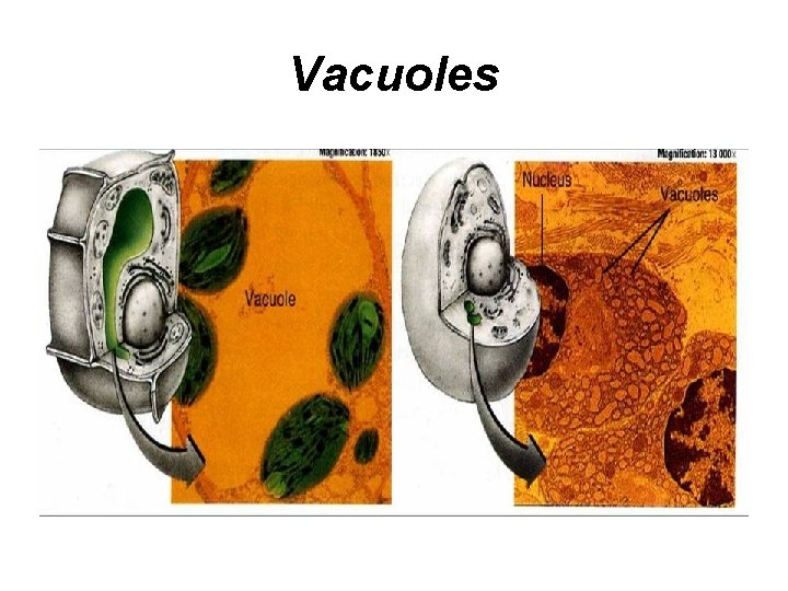 Vacuoles 