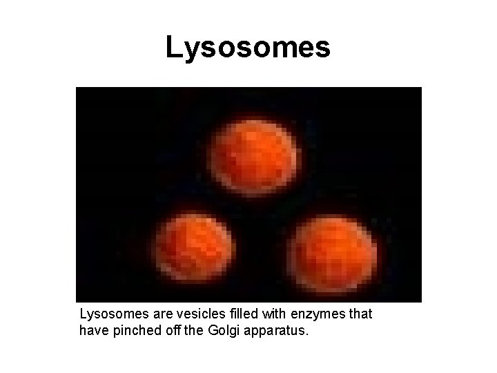 Lysosomes are vesicles filled with enzymes that have pinched off the Golgi apparatus. 