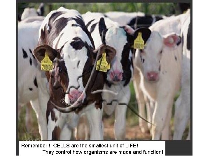 Remember !! CELLS are the smallest unit of LIFE! They control how organisms are