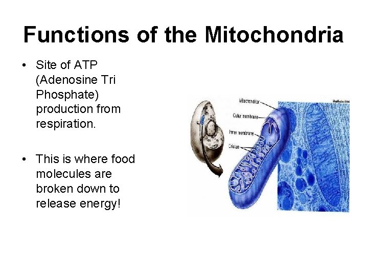 Functions of the Mitochondria • Site of ATP (Adenosine Tri Phosphate) production from respiration.