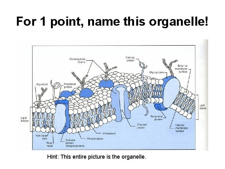 For 1 point, name this organelle! Hint: This entire picture is the organelle. 