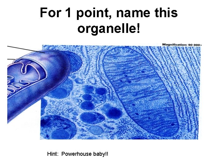 For 1 point, name this organelle! Hint: Powerhouse baby!! 