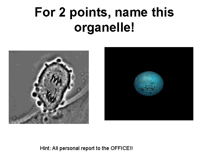For 2 points, name this organelle! Hint: All personal report to the OFFICE!! 