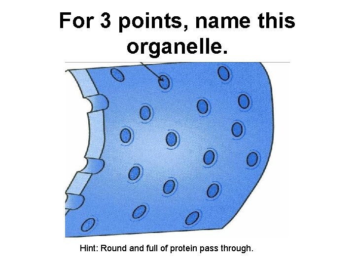 For 3 points, name this organelle. Hint: Round and full of protein pass through.
